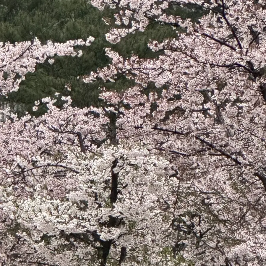 벨로시닷 리어 휠 뒷바퀴 구해요