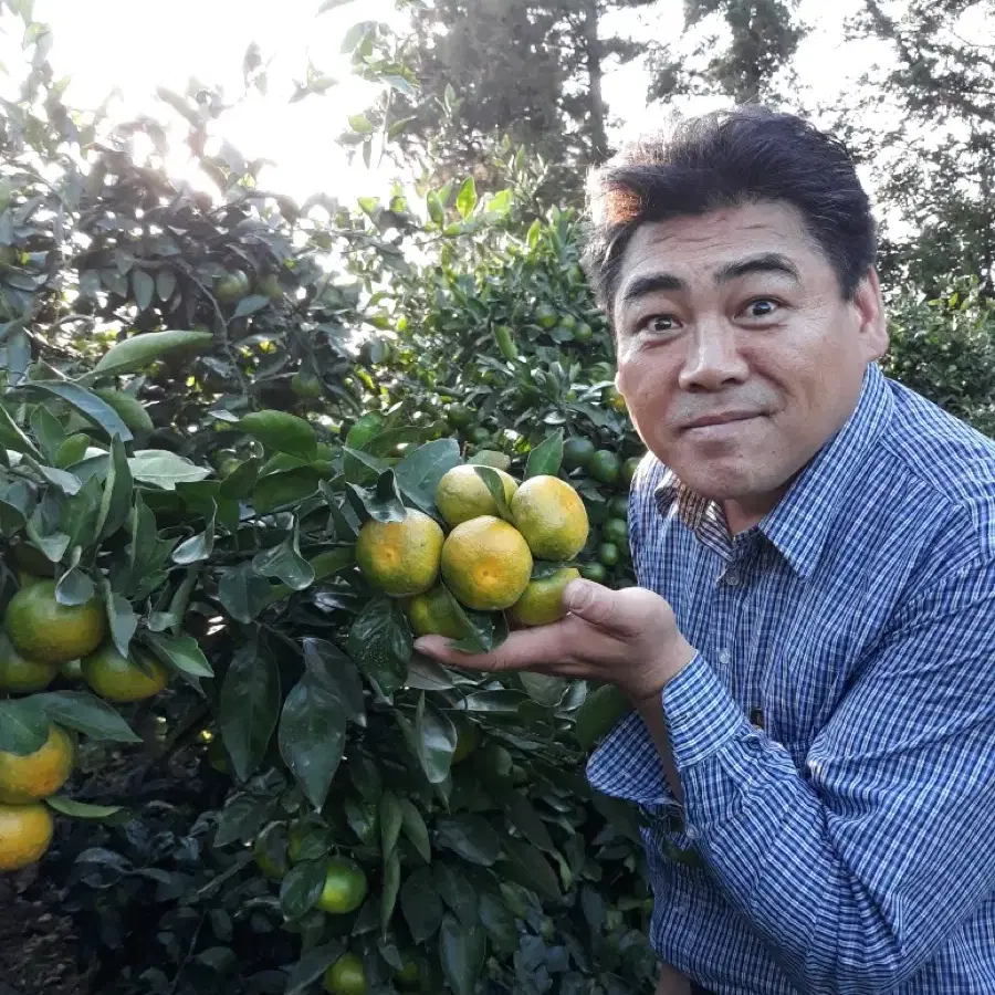 자연이 키운 제주 감귤! (밀감, 귤)