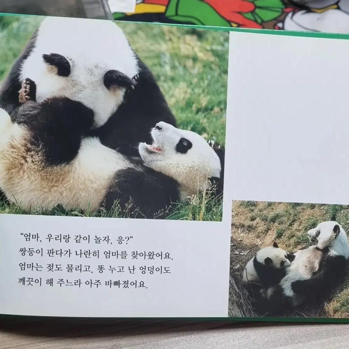 우리는 쌍둥이 판다