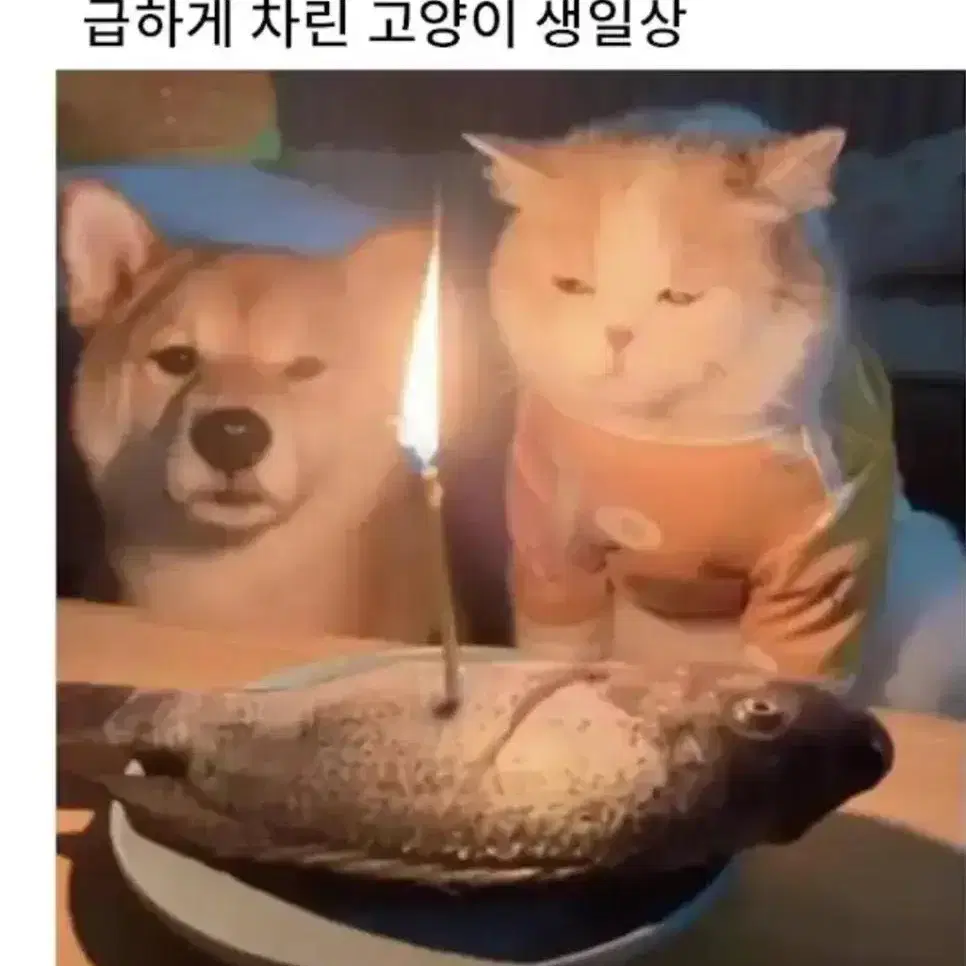 파가니 카디슨 인빅타 알리시계 오토매틱 삽니다