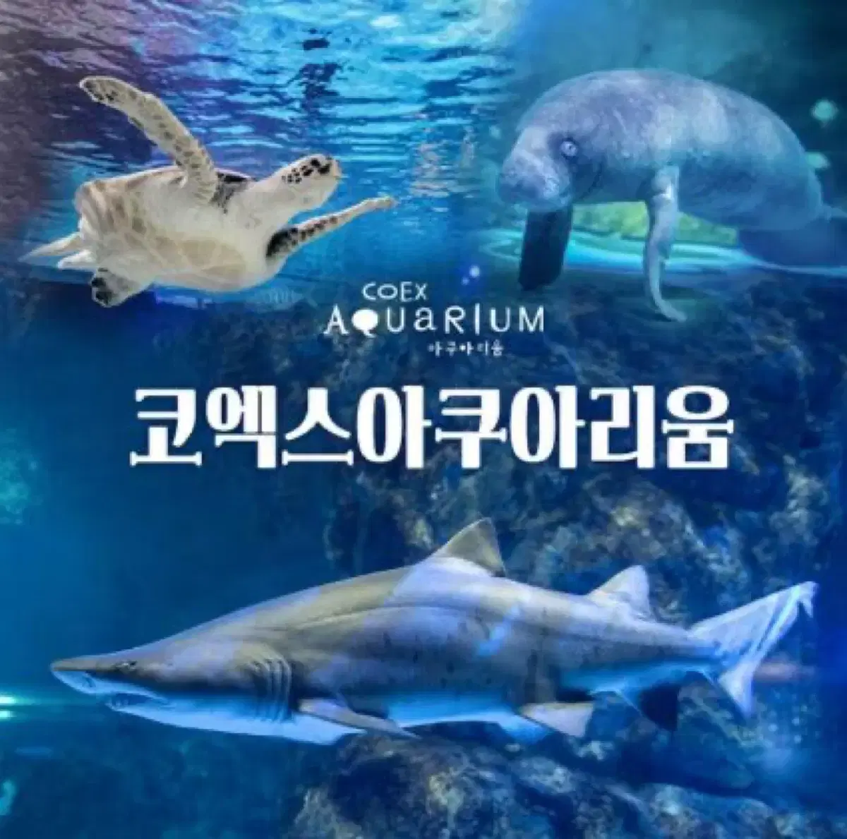 COEX Aquarium sells mobile tickets for cheap