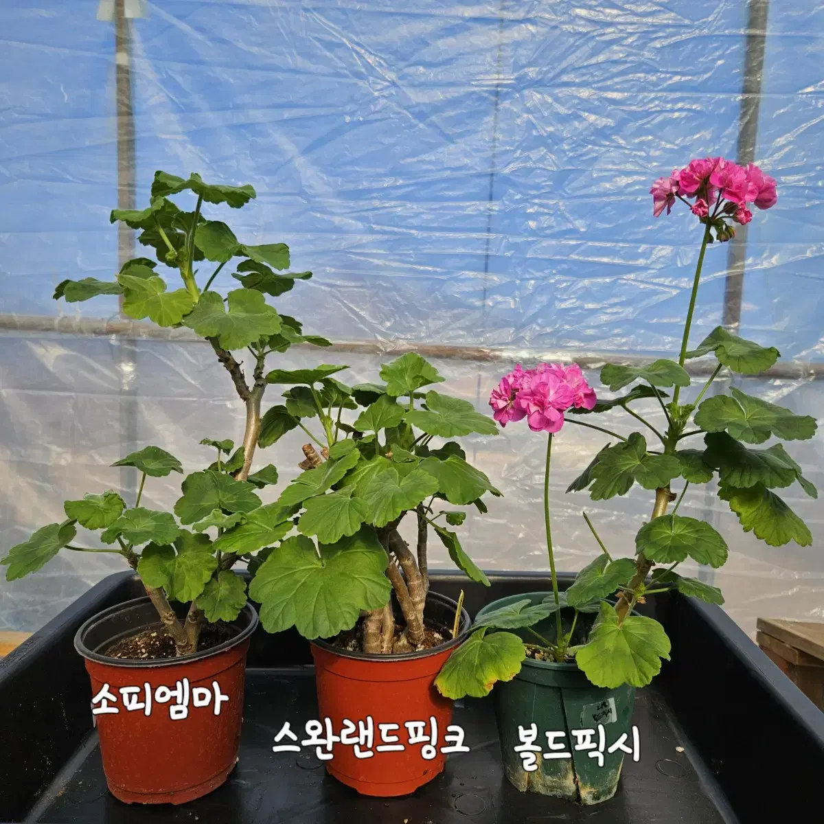 유럽제라늄 3종