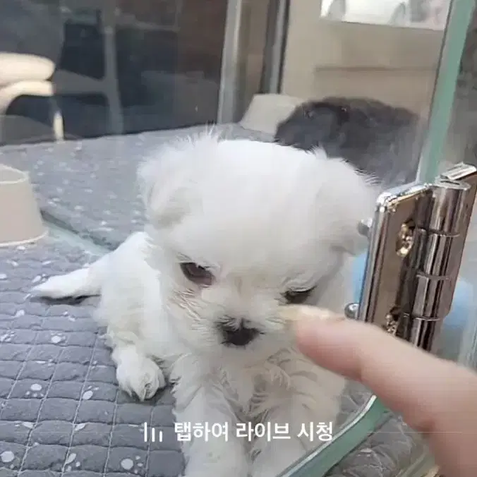 응애ㅏㄹ소상