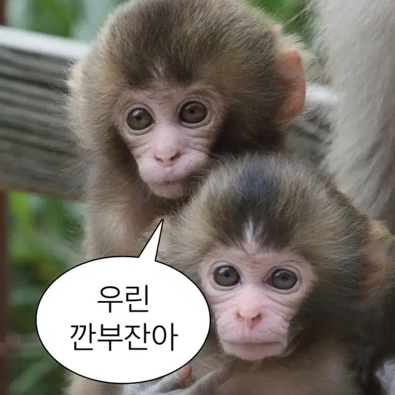 굿즈 구해요 (실지주 어실주 니지산지 민수하 플레이브 보넥도 리우)