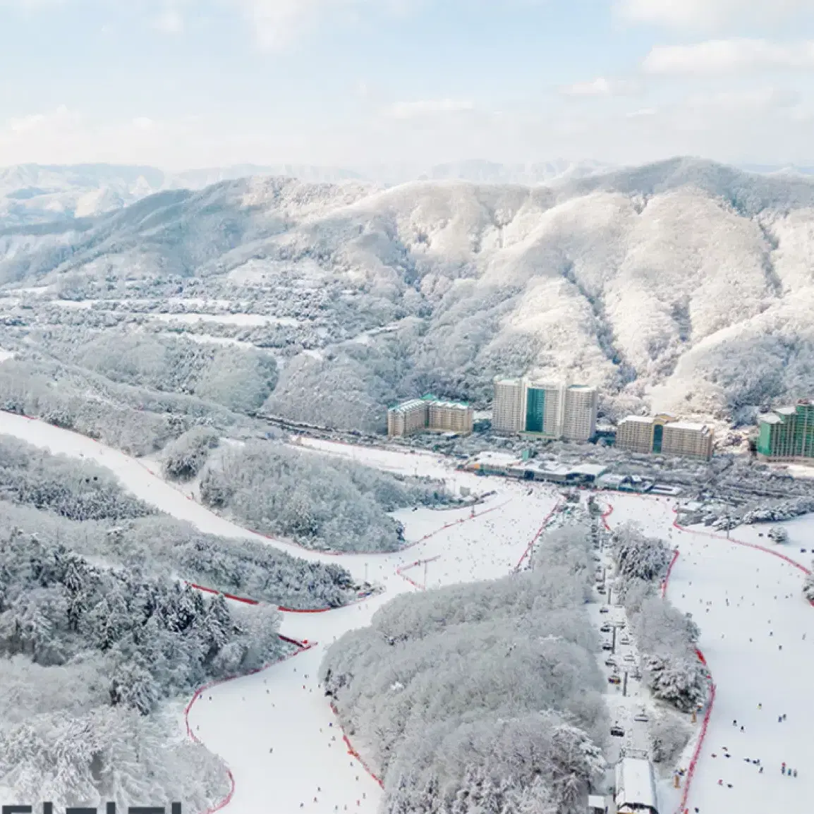 급!!1월11일 비발디파크 소노벨bc 스위트오크 취사 양도