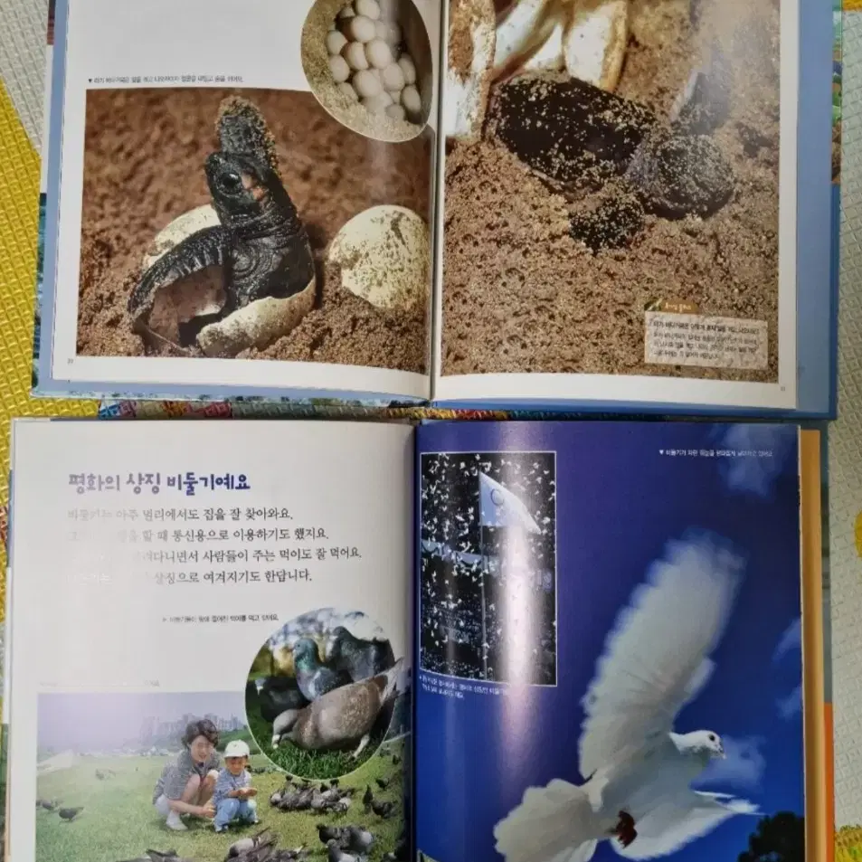 꼬마 자연관찰책 영유아책