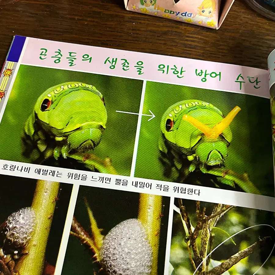 빈티지잡지 옛날잡지 레트로 잡지 국민학교 서적 책 근현대사 (곤충)