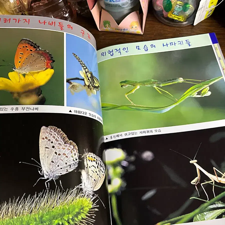 빈티지잡지 옛날잡지 레트로 잡지 국민학교 서적 책 근현대사 (곤충)