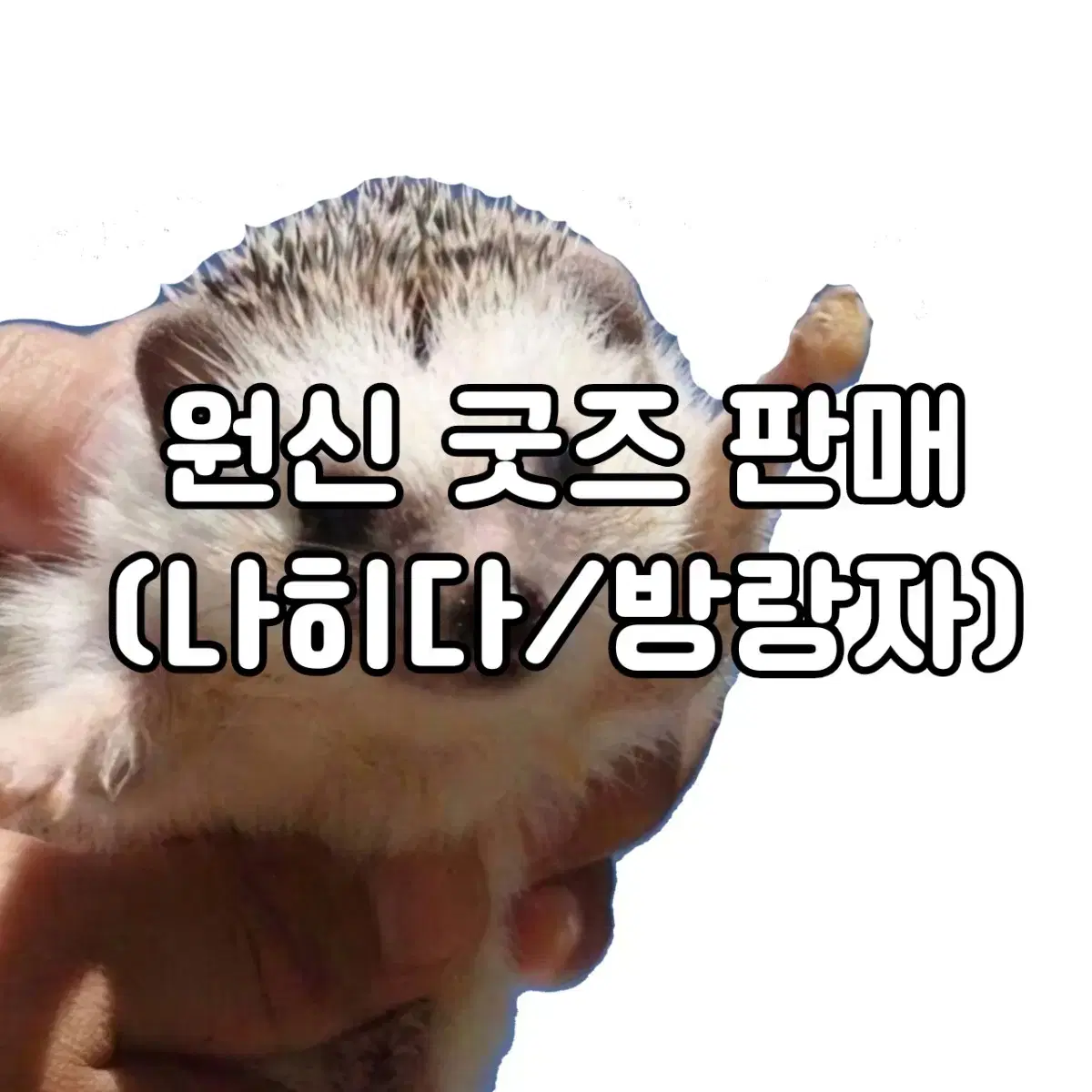 원신 굿즈 판매(나히다/방랑자)