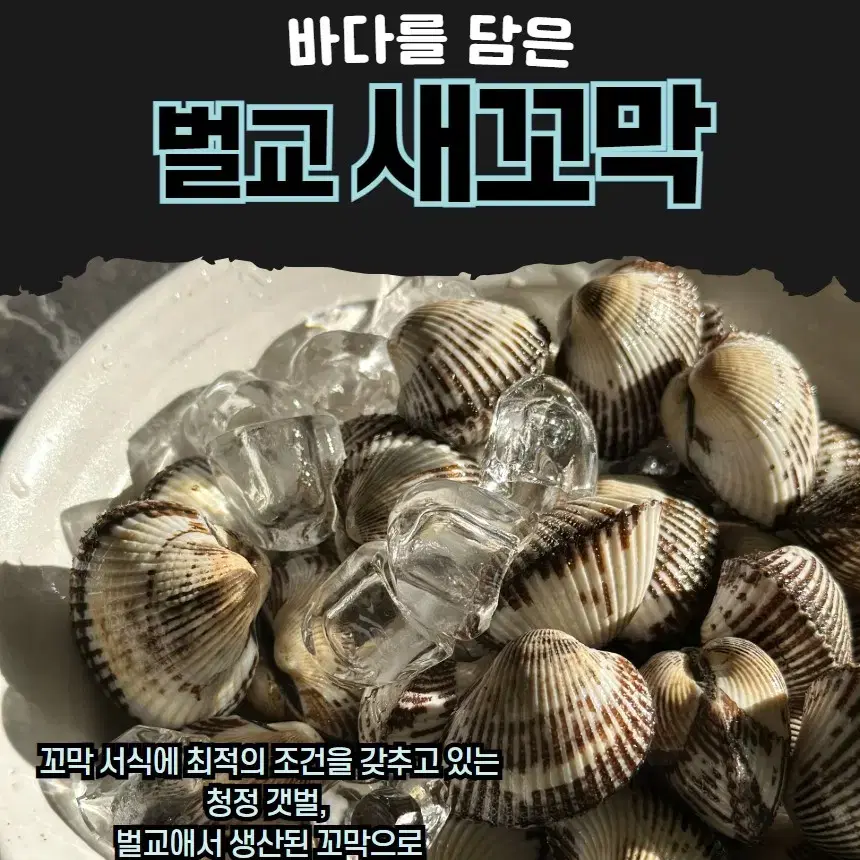 벌교 새꼬막 1kg 소120미 이상