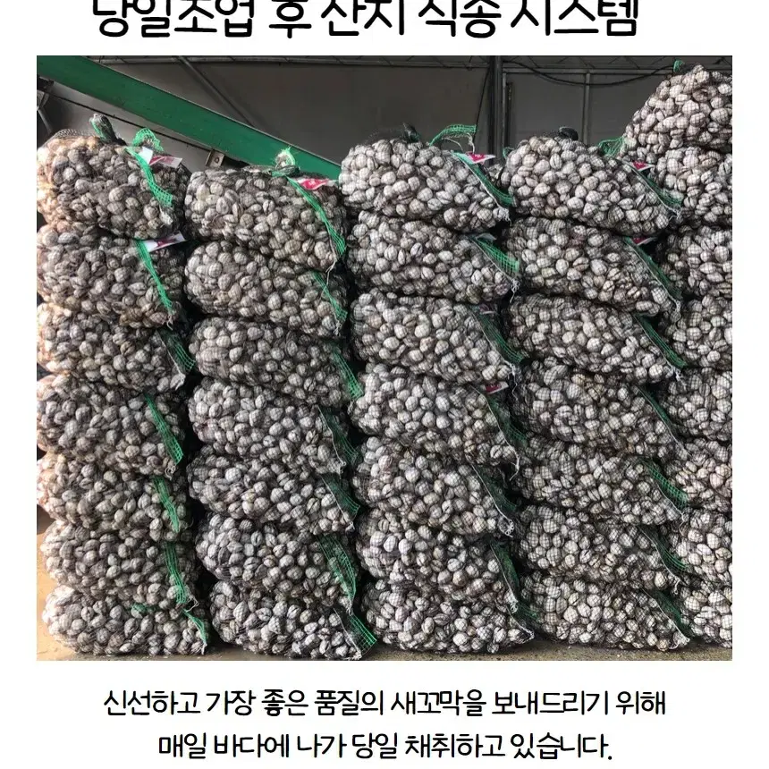 벌교 새꼬막 1kg 소120미 이상