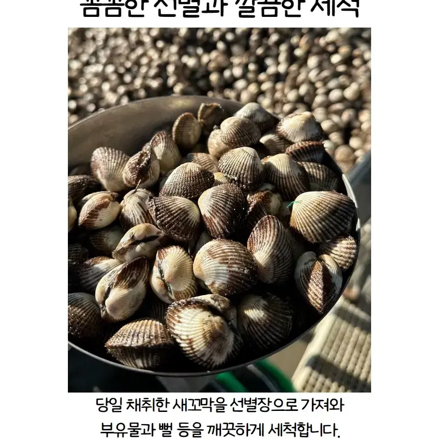 벌교 새꼬막 1kg 소120미 이상