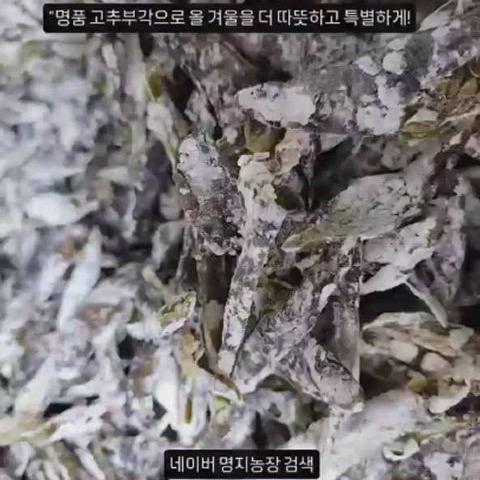 [안 튀김] 엄청 매운맛 청양고추부각 800g(밑반찬 술안주 간식)