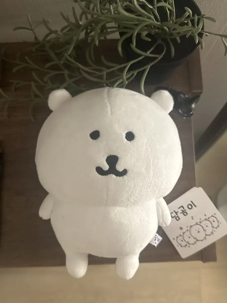 농담곰 s사이즈 나가노 인형 판매 양도