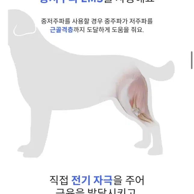 마요펫 강아지 ems 중저주파 슬개골 재활치료기