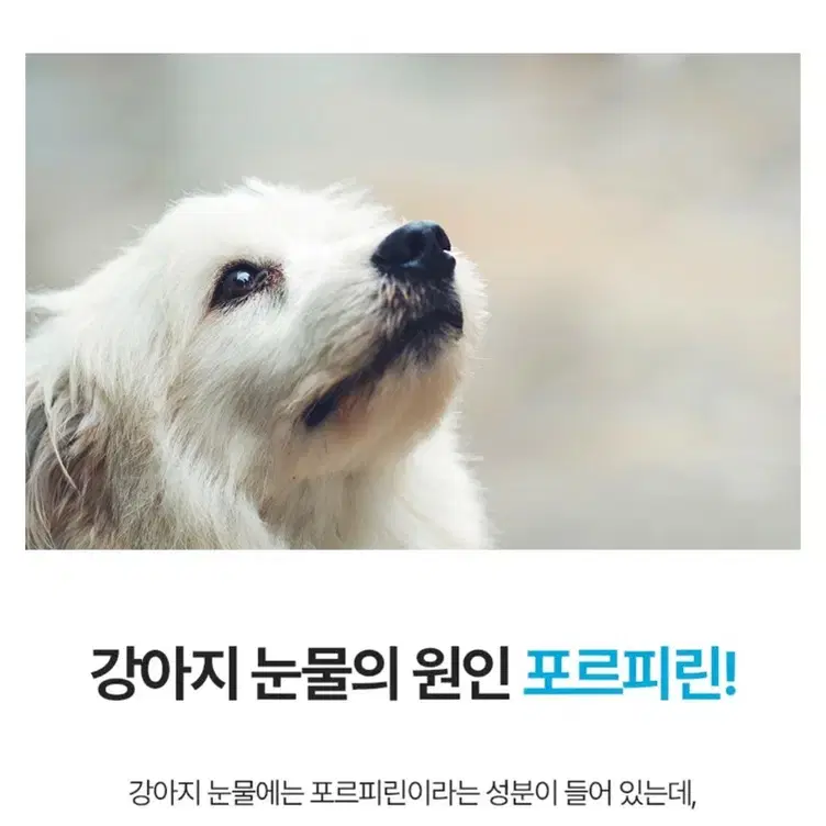 펫츠버디 강아지 눈물 파우더