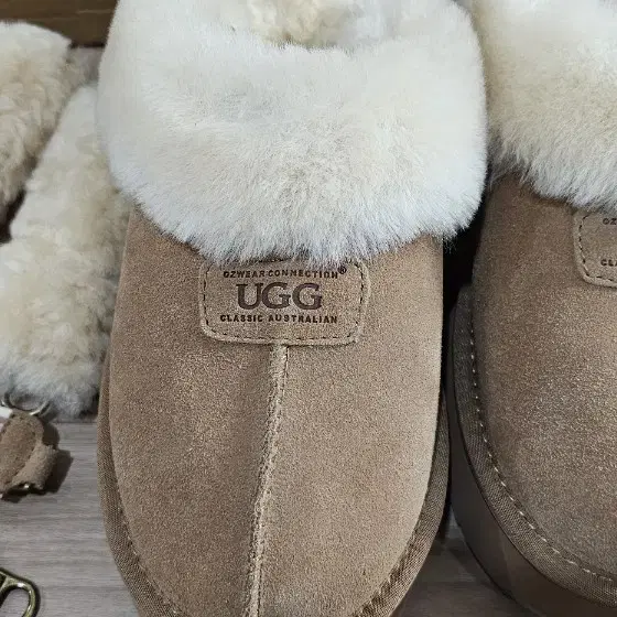 호주 UGG 어그