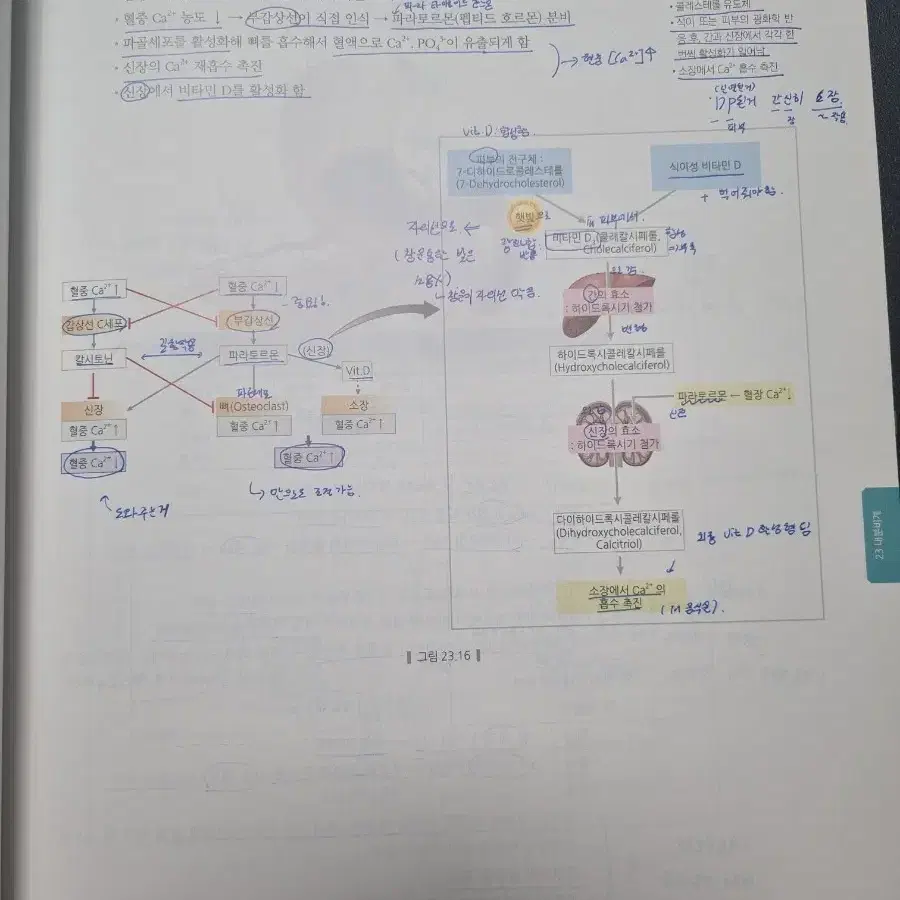 [차의전/의대편입]23MD 박선우 베이직 생물 Vol.2