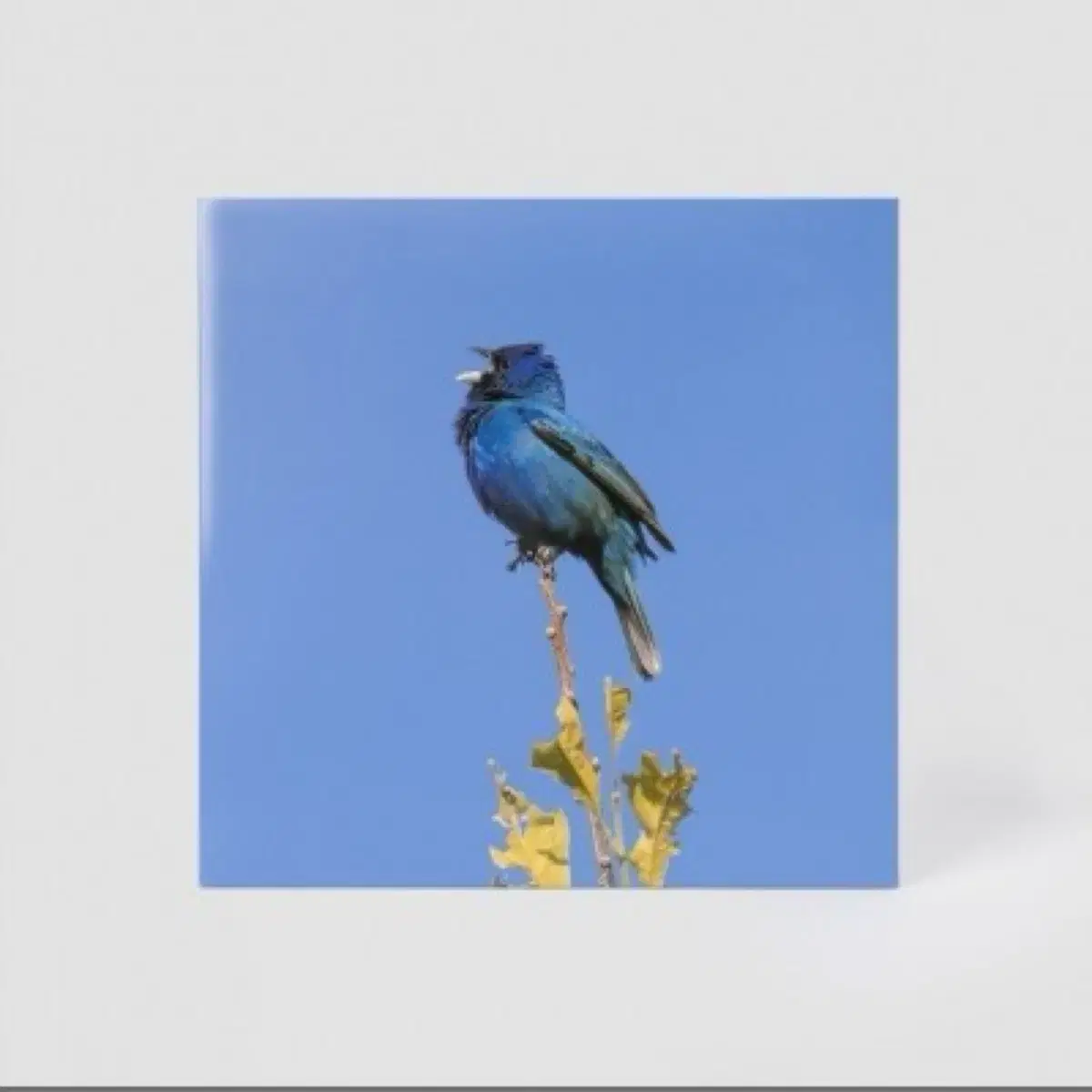 윤지영 blue bird LP 구매합니다