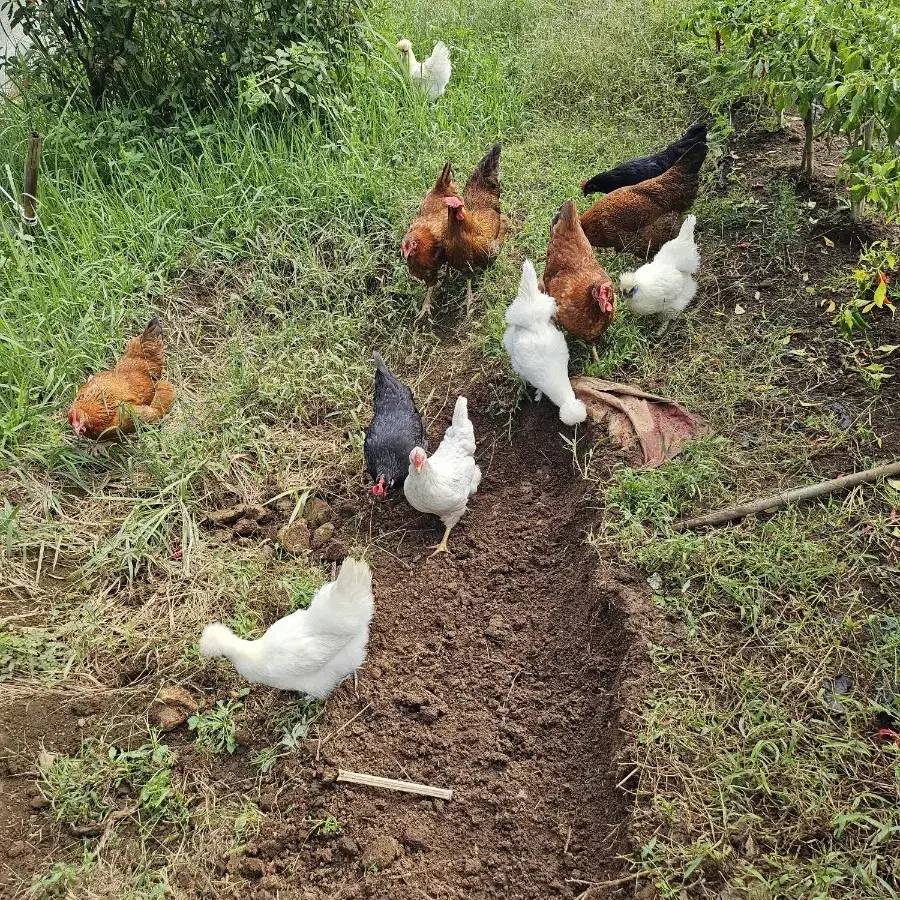 청계란 +오골계란+유정란,왕란=  30구