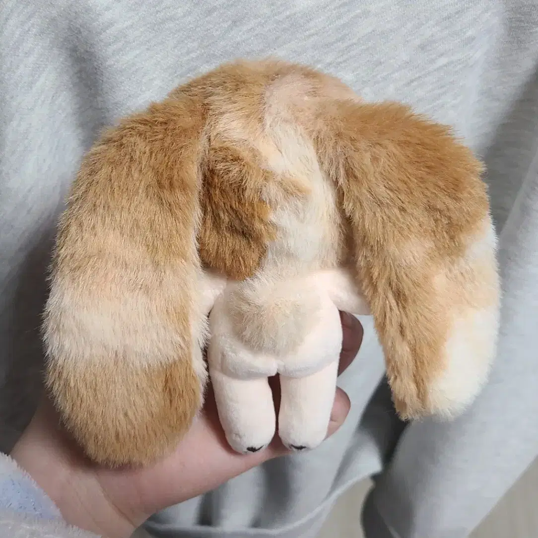 먹보라떼포리 양도 10cm 무속성 인혈