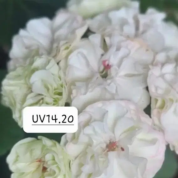 러시아제라늄(UV14.20)