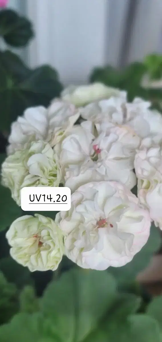 러시아제라늄(UV14.20)