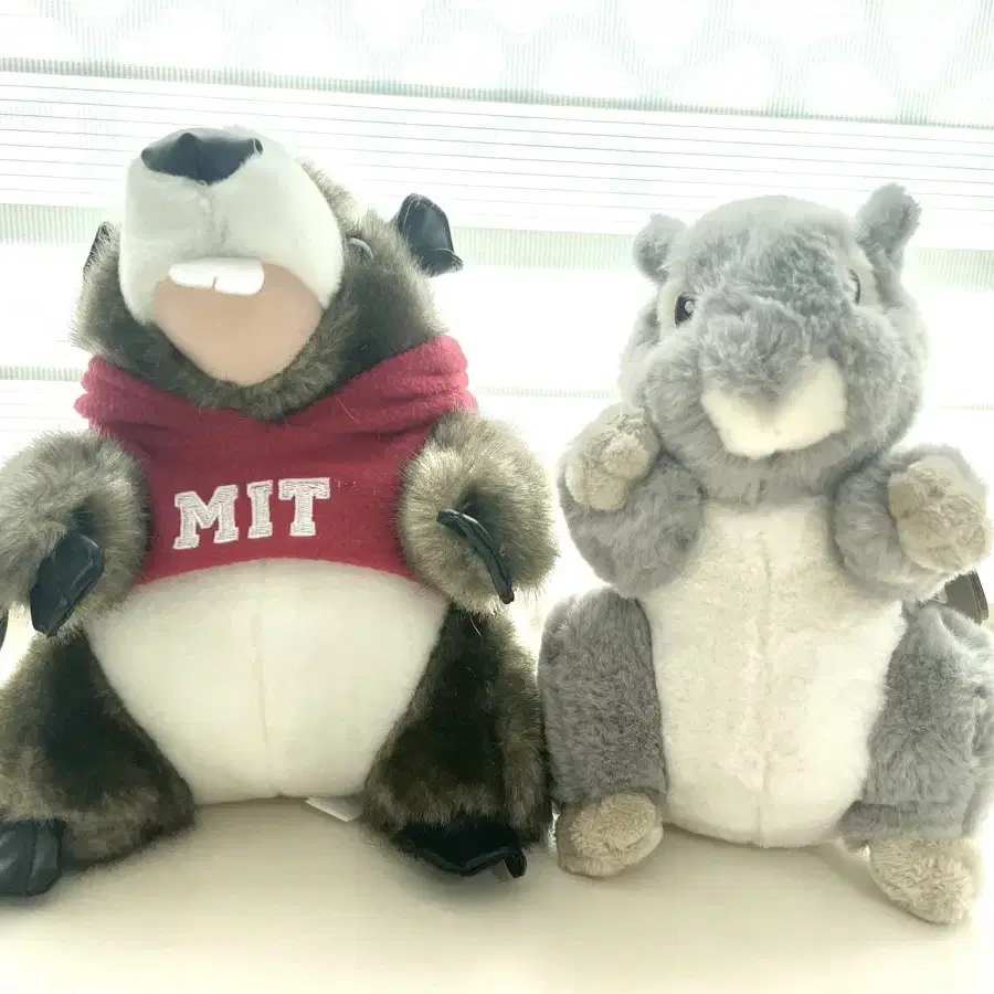 MIT 비버 인형, 센트럴파크 청설모 인형, 곰 인형