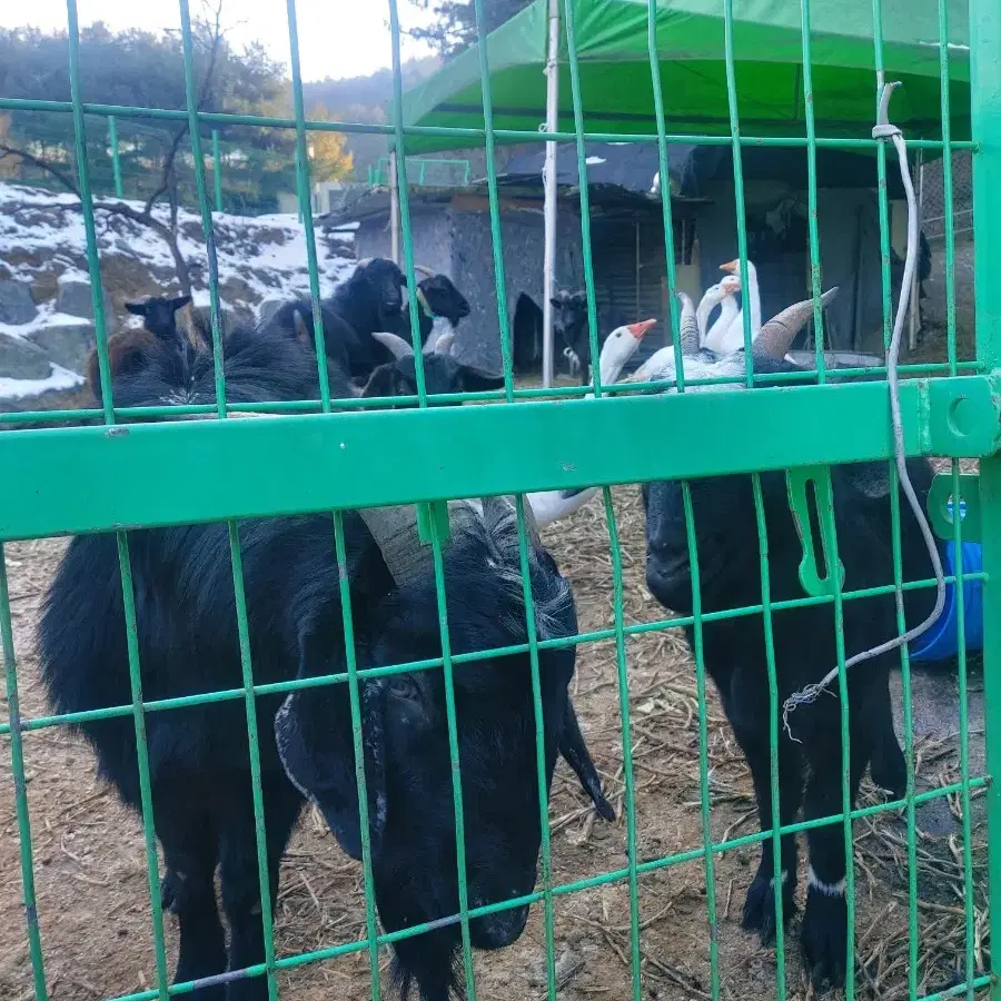 자연산 지리산 흑염소 진액