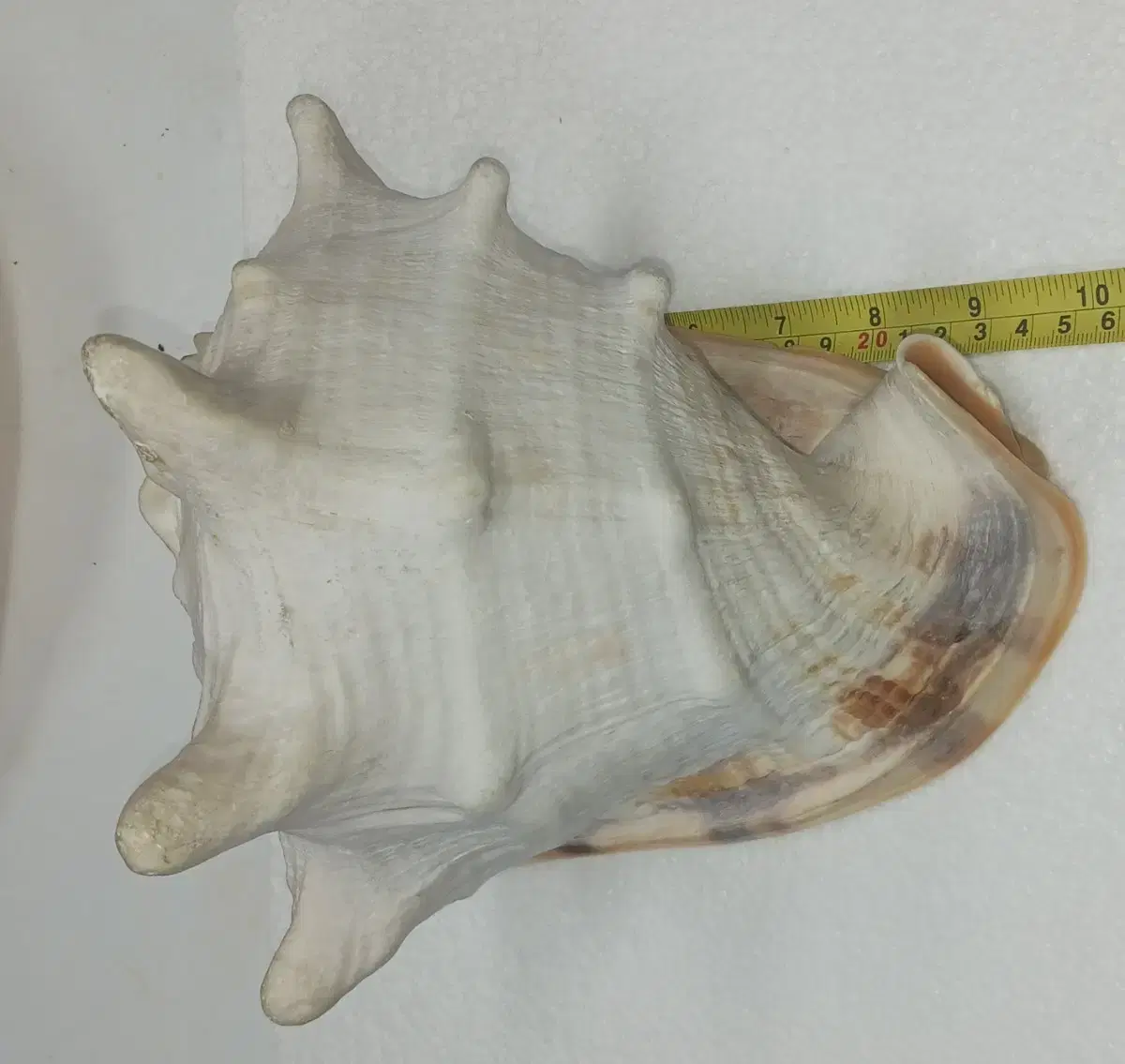 sora -sized shell