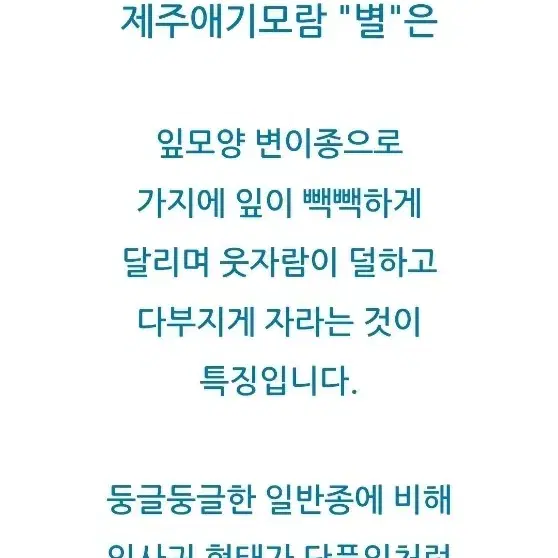 제주애기모람 *별*