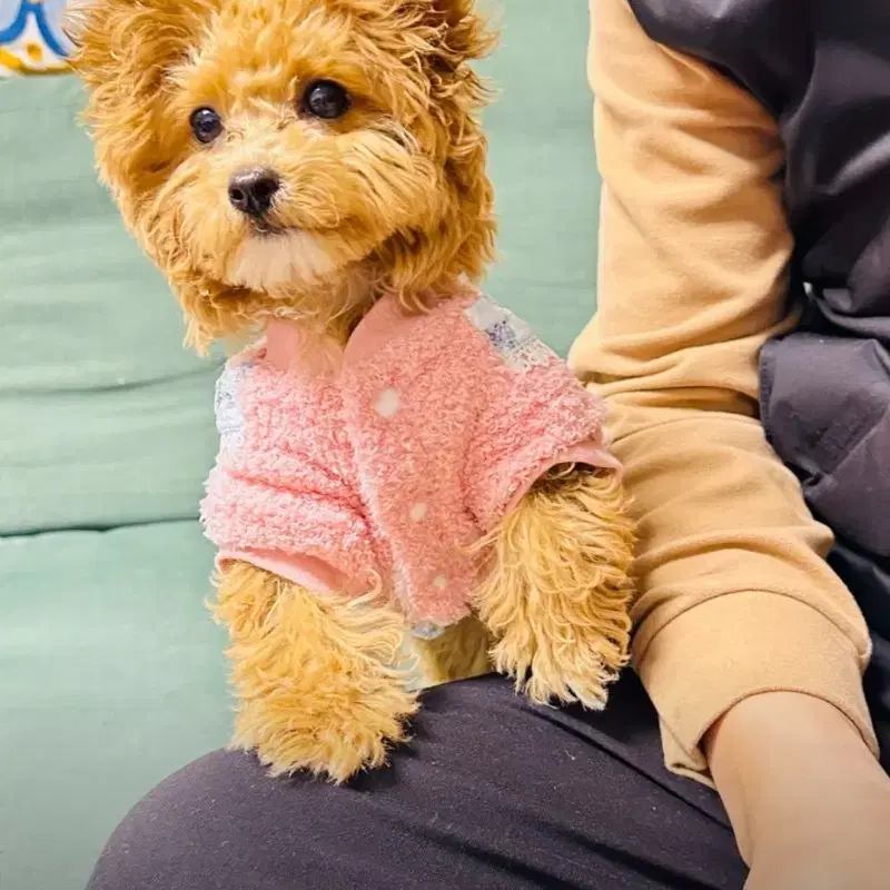 강아지 고양이 반려동물 원피스 옷