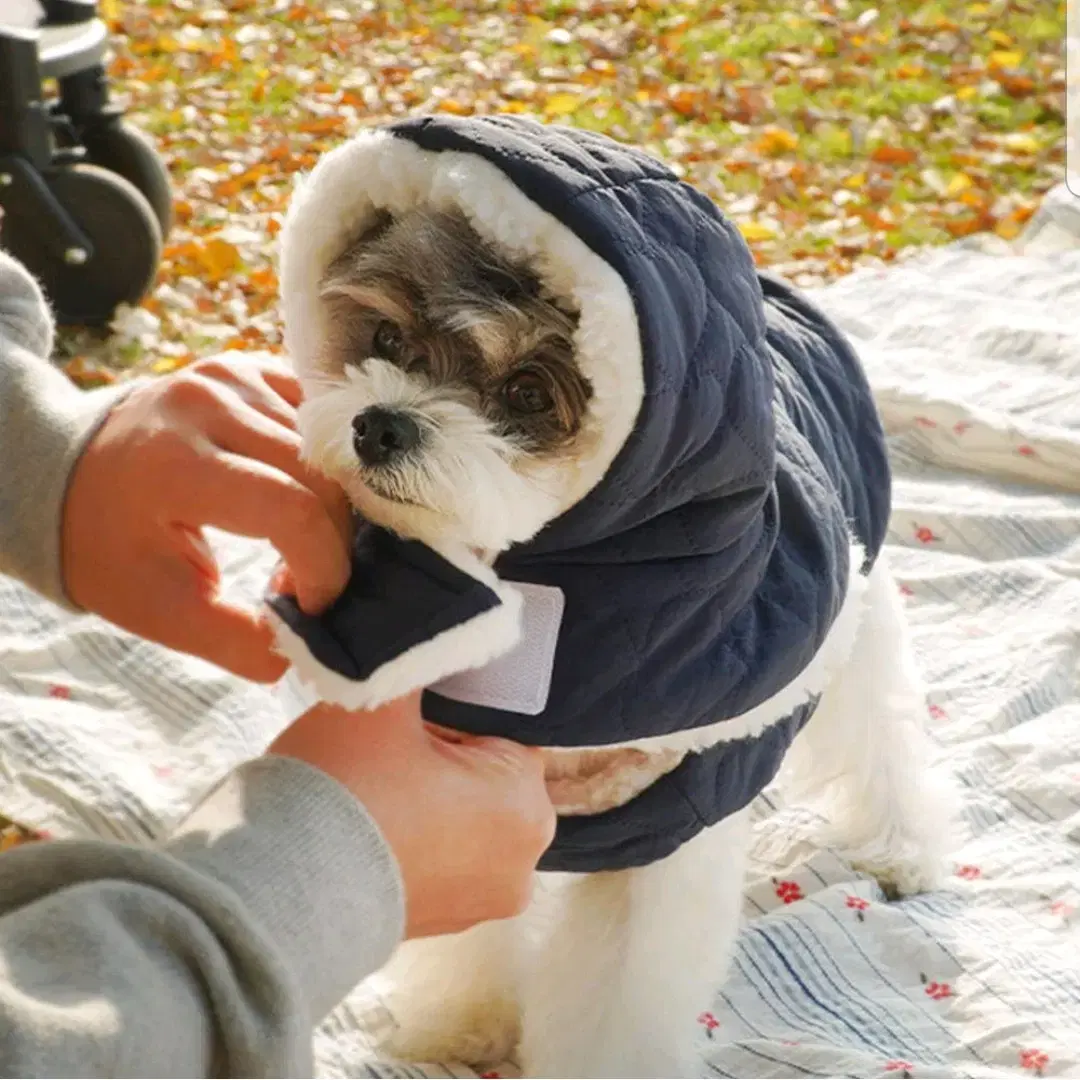 초코펫하우스 바라클라바 양털 모자 한파 산책