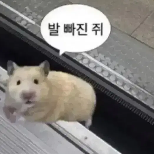 포스센스티브 메시브 카모 카고팬츠 2