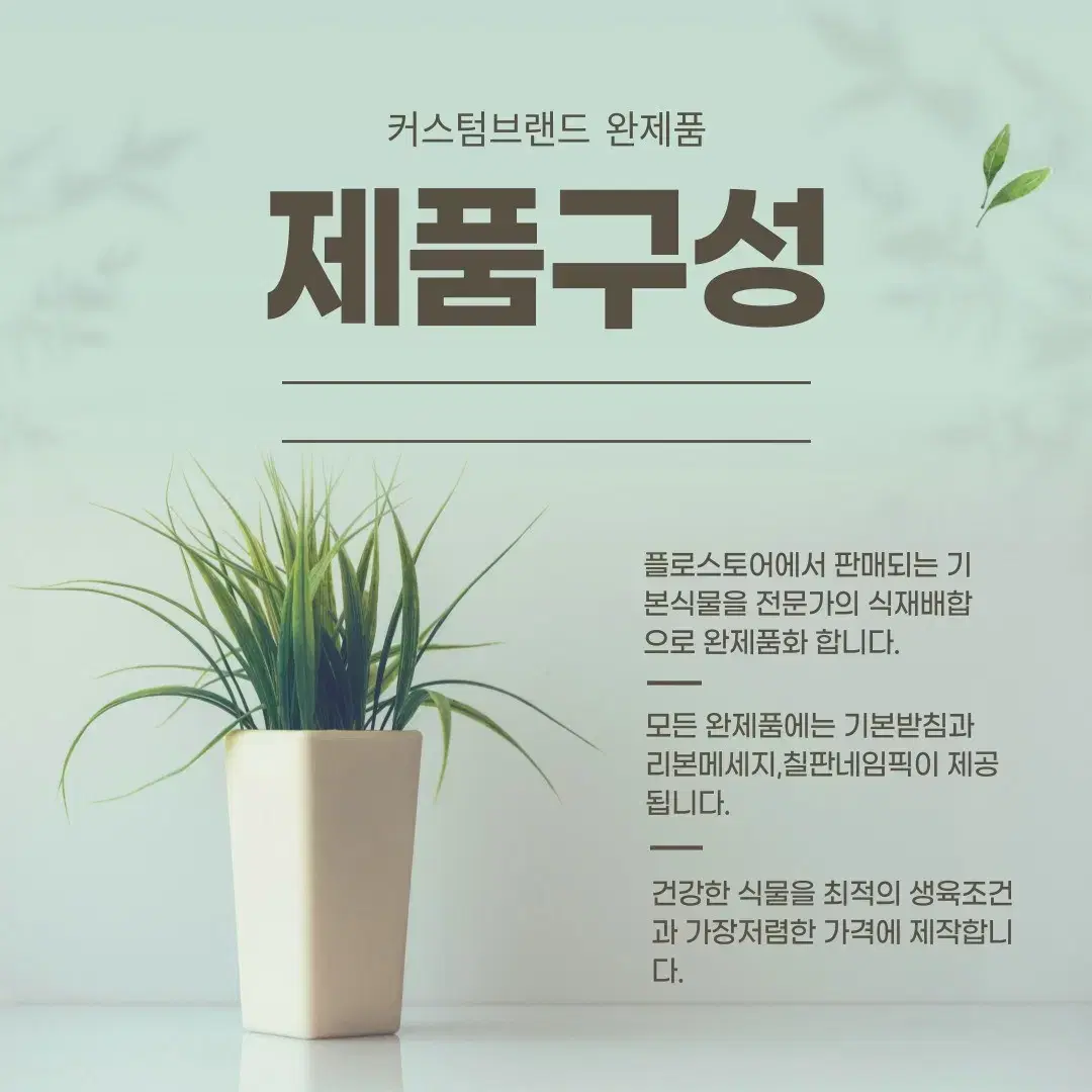 [플로스토어]산세베리아 스투키 완제품