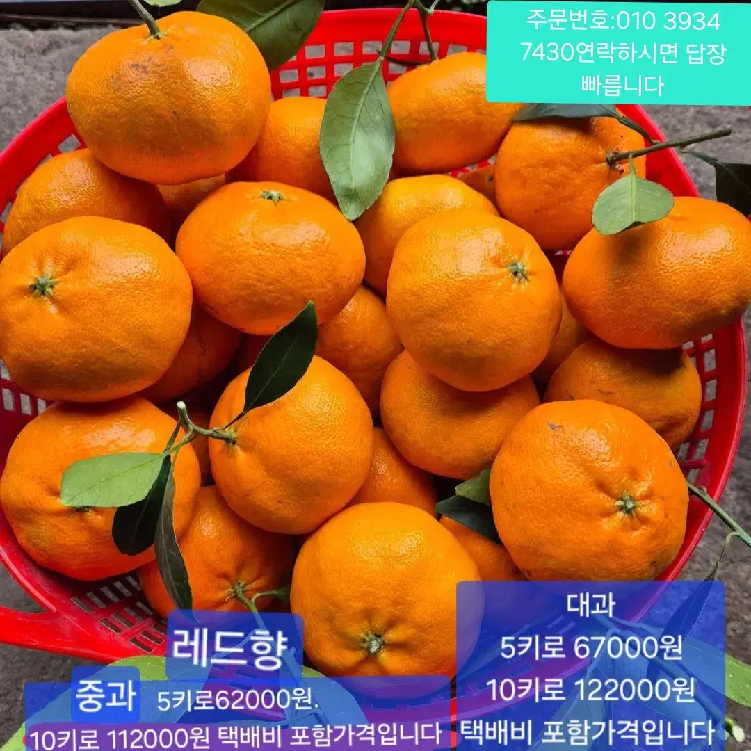 제주도 특산물 레드향 5kg 57000원