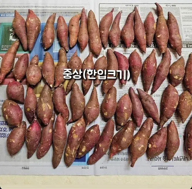 몇박스 안남음 고구마 10kg 싸게 드려용