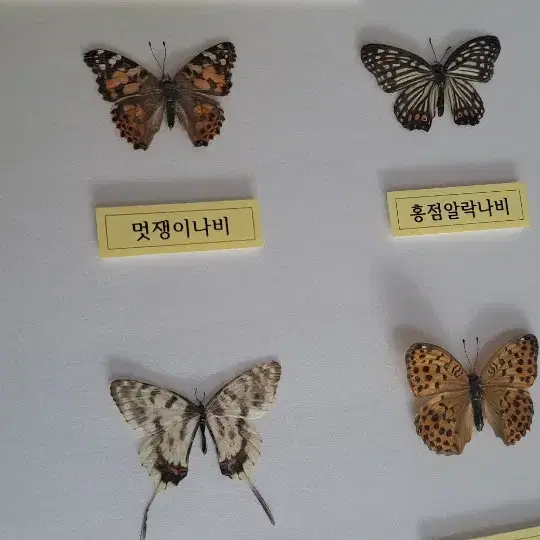 곤충표본 액자 신품   직거래만 합니다 양산 남부동