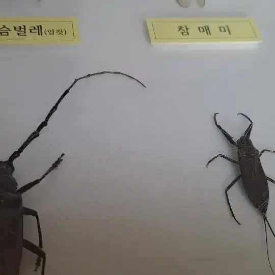 곤충표본 액자 신품   직거래만 합니다 양산 남부동