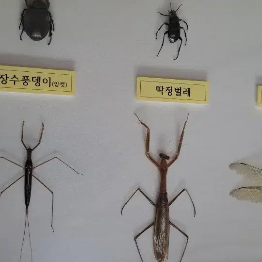 곤충표본 액자 신품   직거래만 합니다 양산 남부동