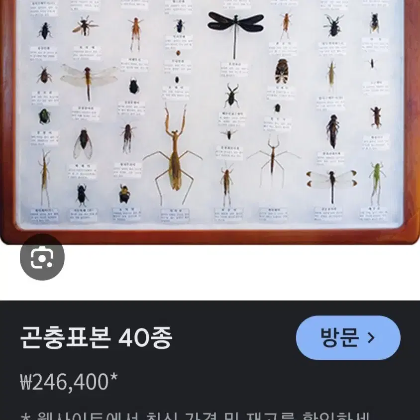 곤충표본 액자 신품   직거래만 합니다 양산 남부동