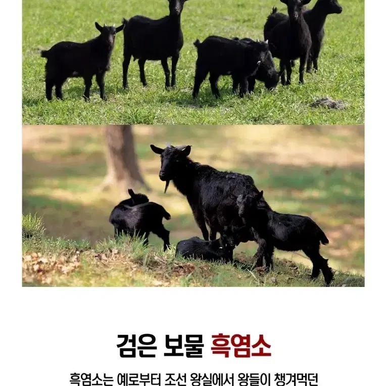 금산홍삼 국내산 흑염소즙 2박스 기력보충 면역튼튼 노화방지 흑염소의 진액