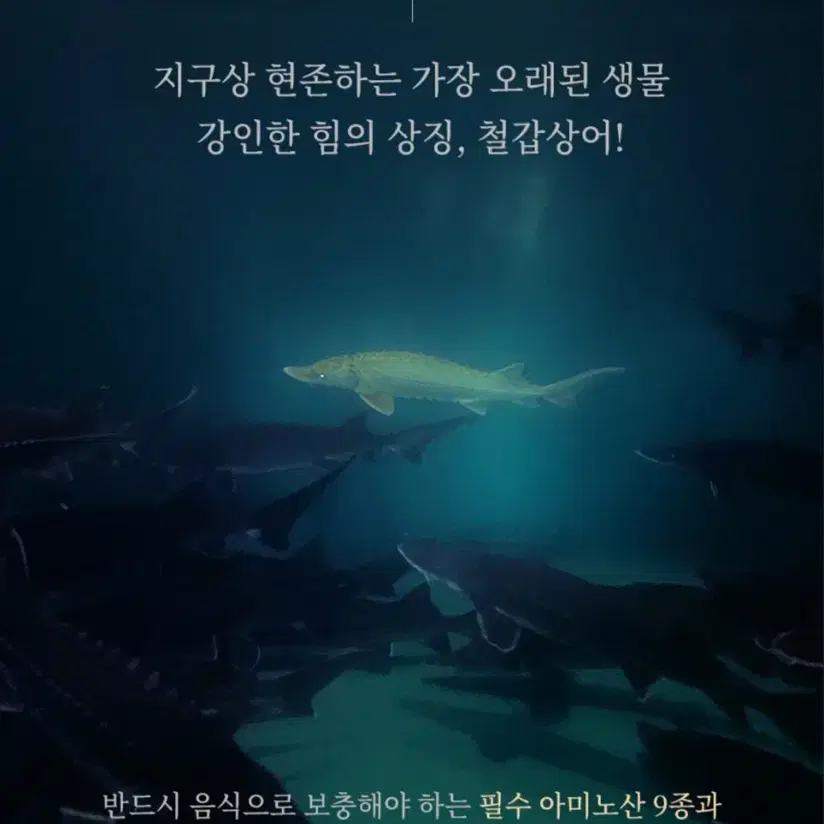 설선물추천 [송가인 세븐업플러스] 철갑상어 캐비어 100% 진액 건강즙