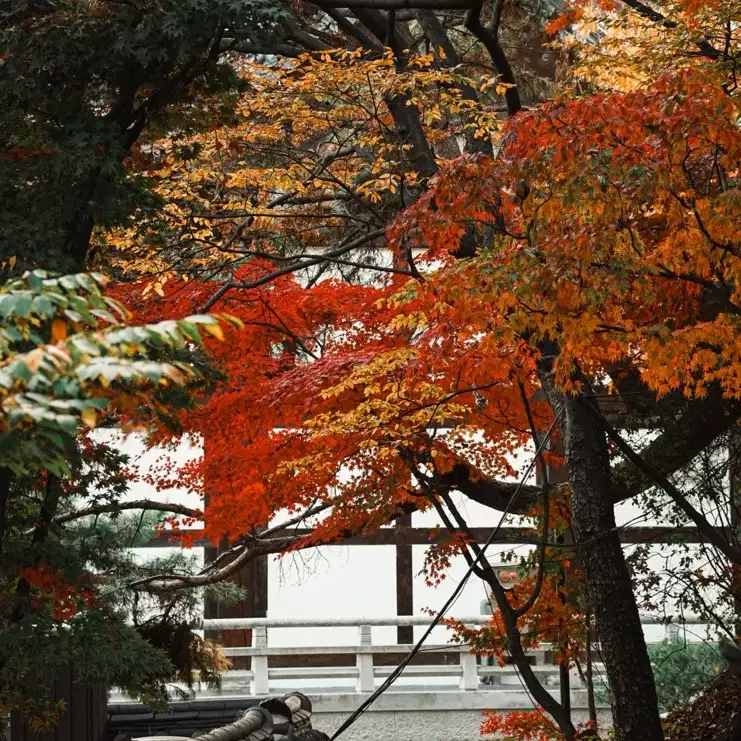 삼양 35mm F1.8 소니 FE마운트 단렌즈