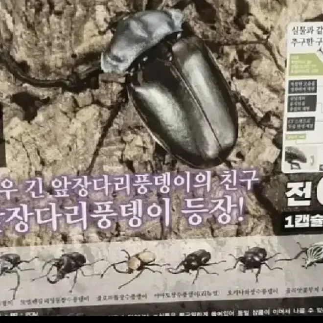 반다이 생물대도감 4탄 딱정벌레 미개봉 새상품 개별판매 피규어 곤충 토이