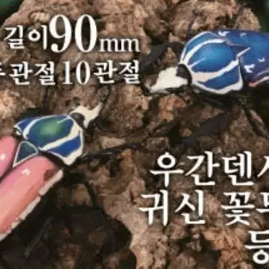 반다이 가챠 캡슐 생물대도감 딱정벌레 6 우간덴시스 귀신 꽃무지 오렌지