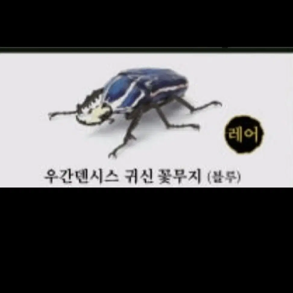 반다이 가챠 캡슐 생물대도감 딱정벌레 6 우간덴시스 귀신 꽃무지 블루