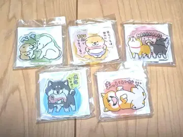 시반반 악스타 세트