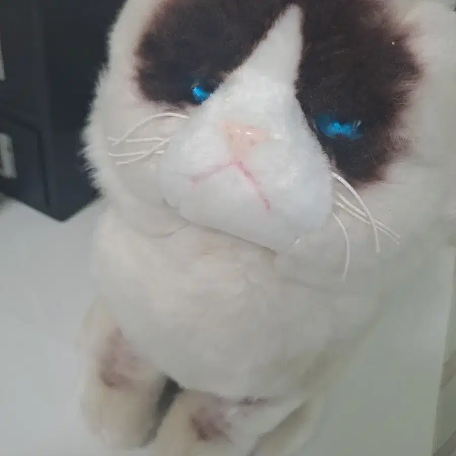 grumpy cat 고양이 인형 gund 인형