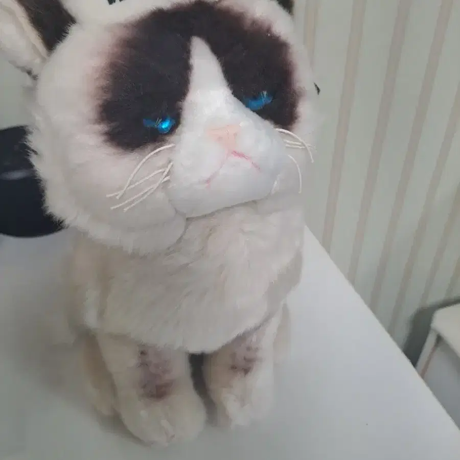 grumpy cat 고양이 인형 gund 인형